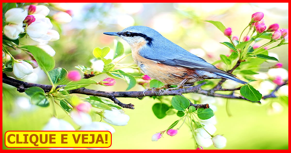 → Sonhar Com Pássaro - Significados, Mensagens e Alertas