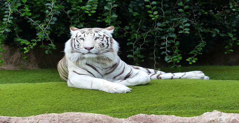 Sonhar Com Tigre Branco