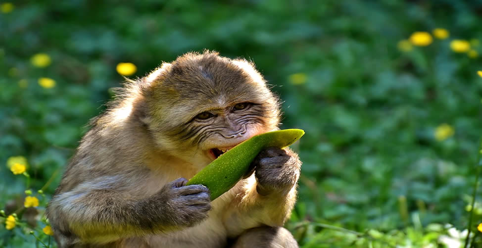 Sonhar com Macaco-Alimentando