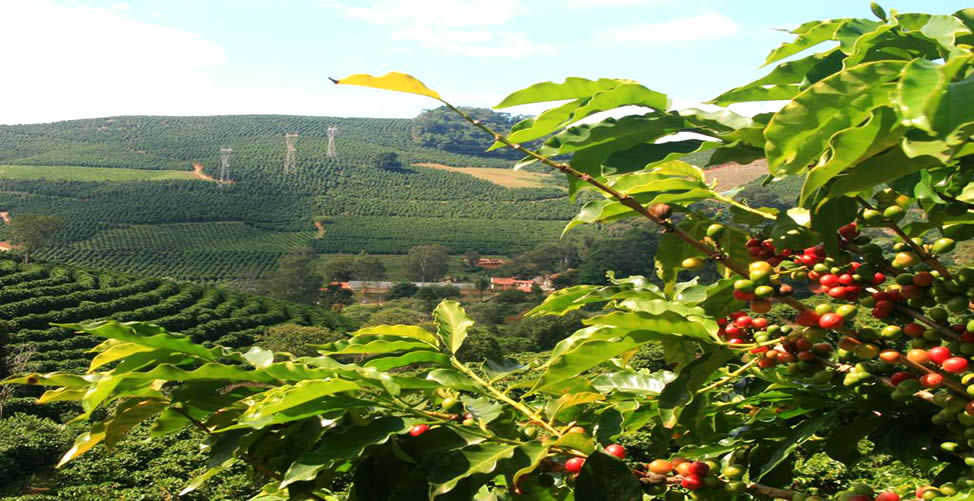 Sonhar Com Plantação de Café