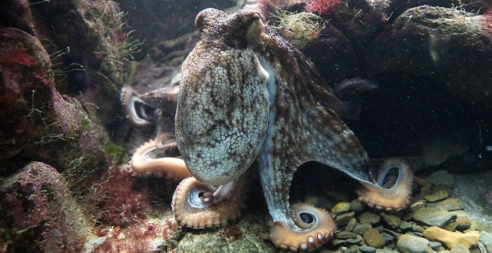 Sonhar Com Polvo Gigante