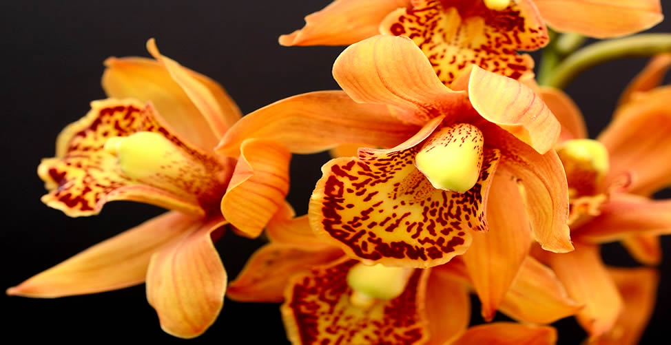 Significado de Sonhar com Orquídea