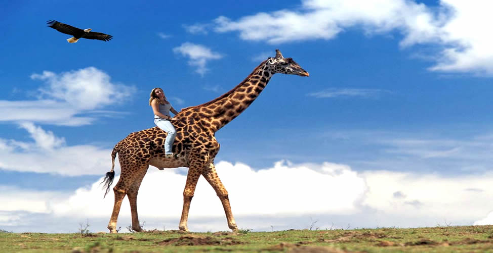 Sonhar Com Girafa - Montando
