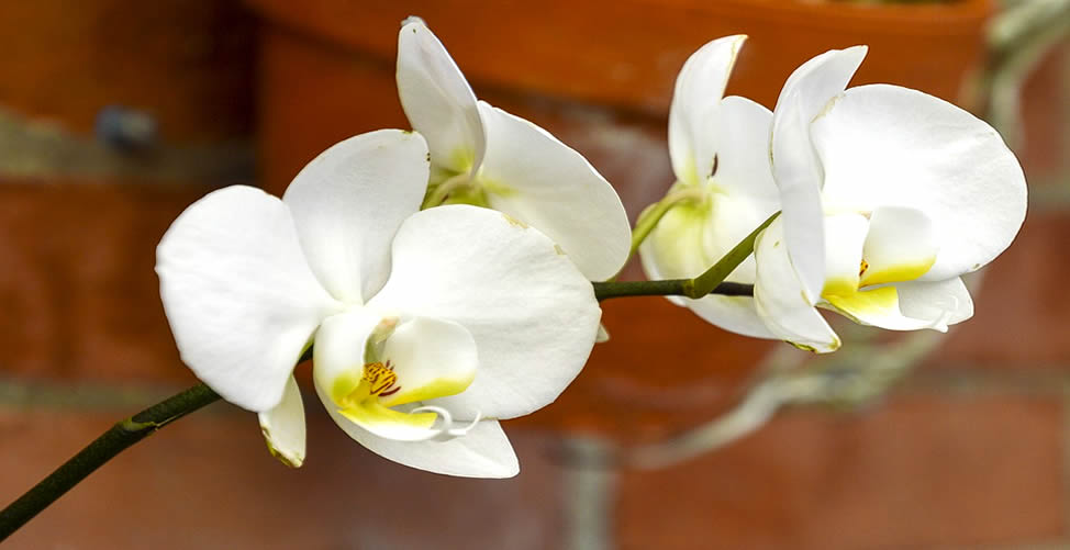 Sonhar Com Orquídea Branca