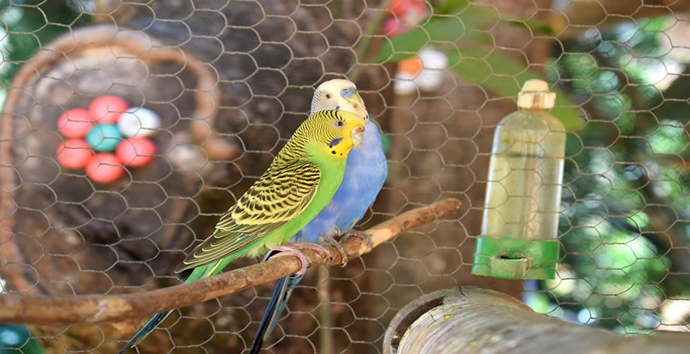 Sonhar Com Periquito na Gaiola