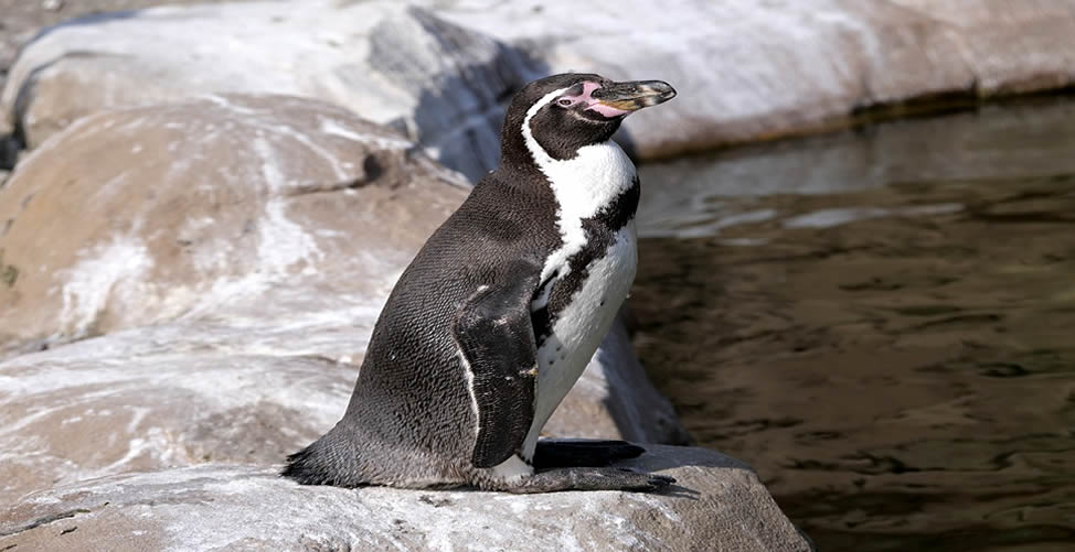 Significado de Sonhar Com Pinguim