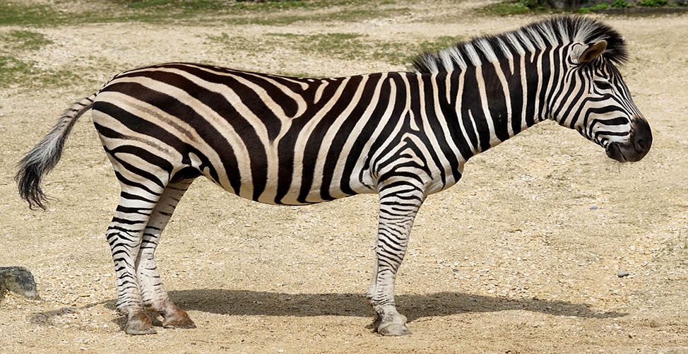 Significado de Sonhar Com Zebra