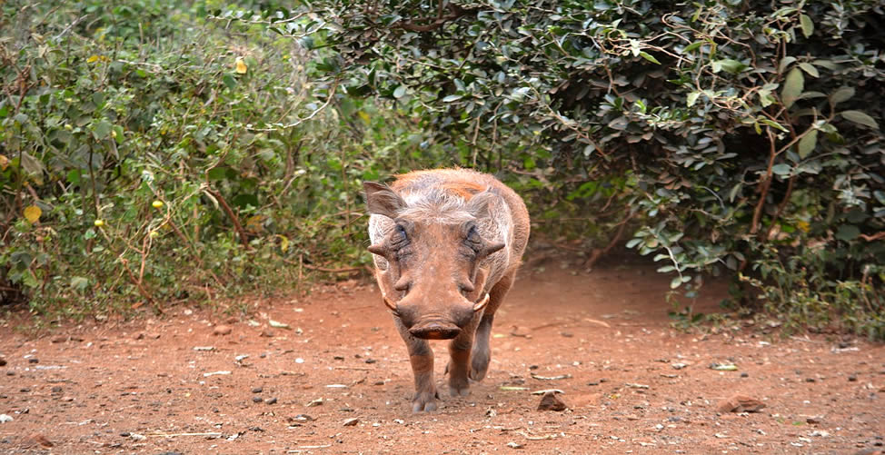 Sonhar Com Javali Correndo Atrás de Você