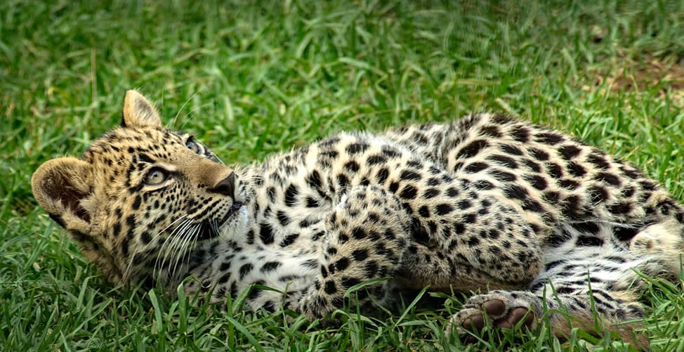 Sonhar Com Leopardo Filhote