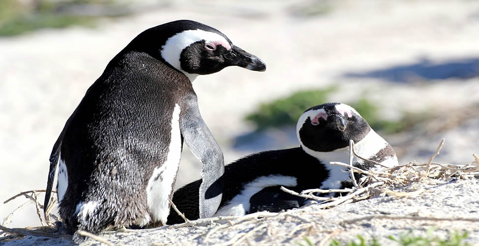 Sonhar Com Pinguim-Casal