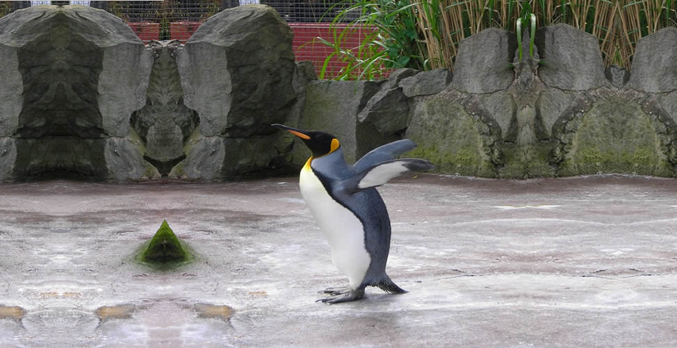 Sonhar Com Pinguim em casa