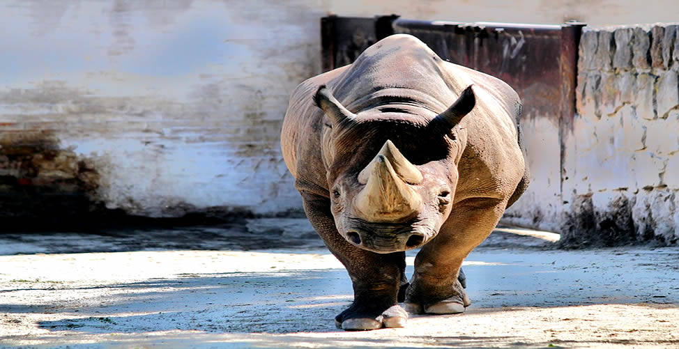 Sonhar Com Rinoceronte Bravo