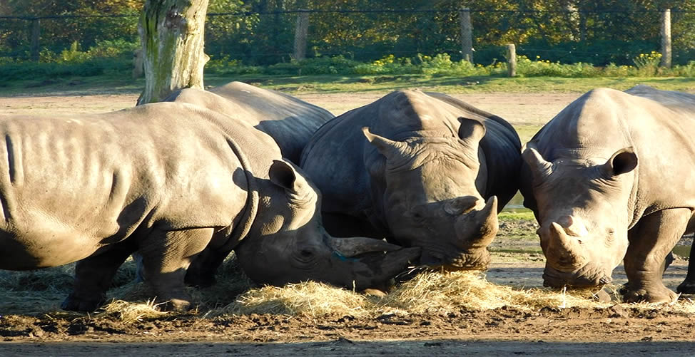 Sonhar Com Rinoceronte - Vários