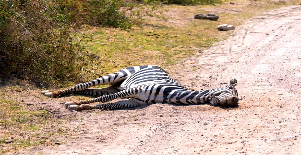 Sonhar Com Zebra Morta