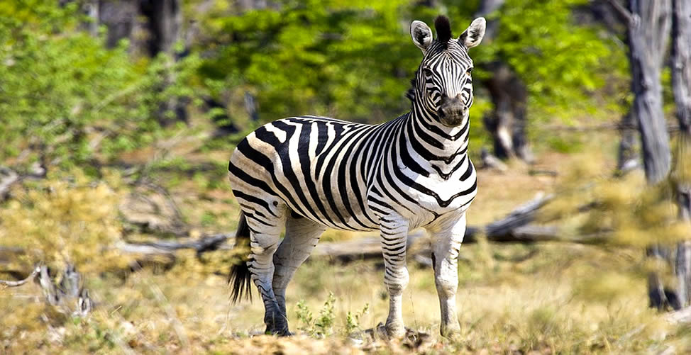 Sonhar Com Zebra 