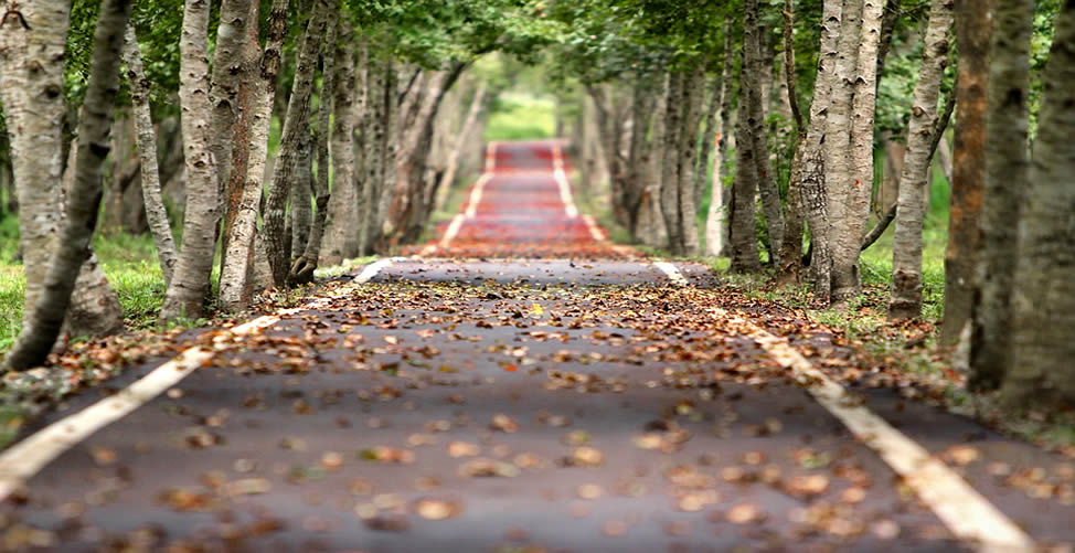 Significado de Sonhar Com Bosque