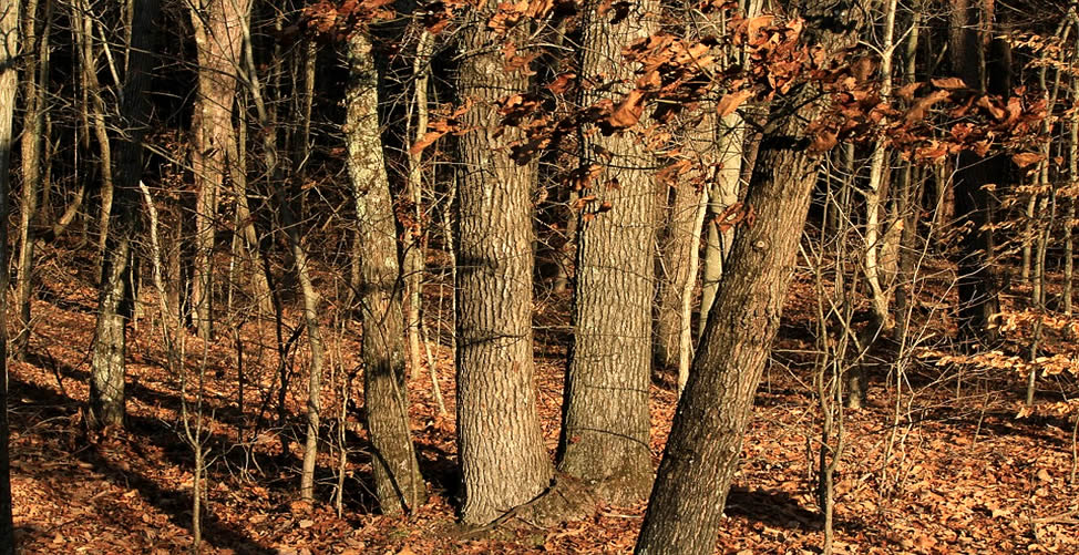 Sonhar Com Bosque Seco