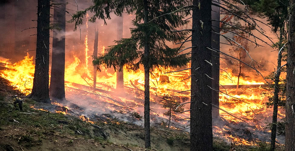 Sonhar Com Bosque Sendo Incendiado