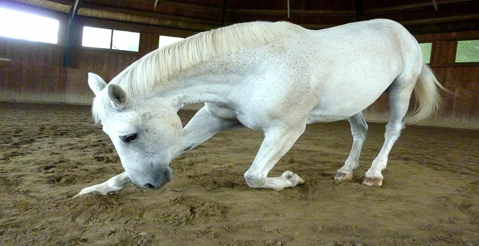 Sonhar Com Cavalo Branco