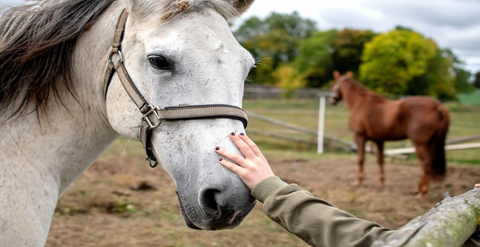 → Sonhar Com Cavalo - Descubra os Significados e Previsões