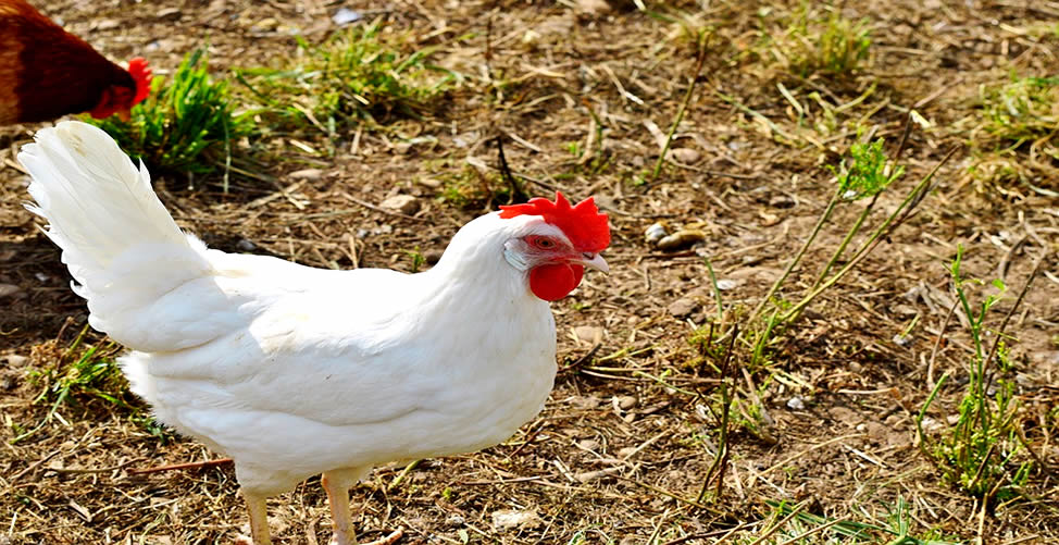 Sonhar Com Frango Vivo