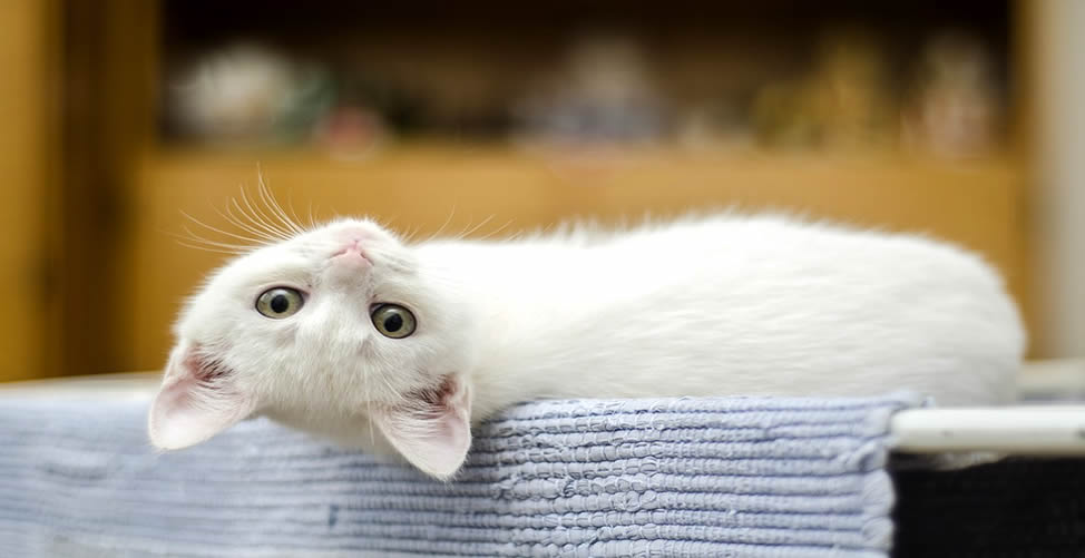 Sonhar Com Gato Branco