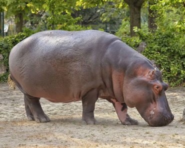 Sonhar-com-Hipopótamo