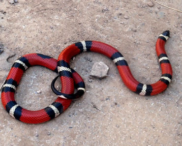 Sonhar-Com-Cobra-Coral