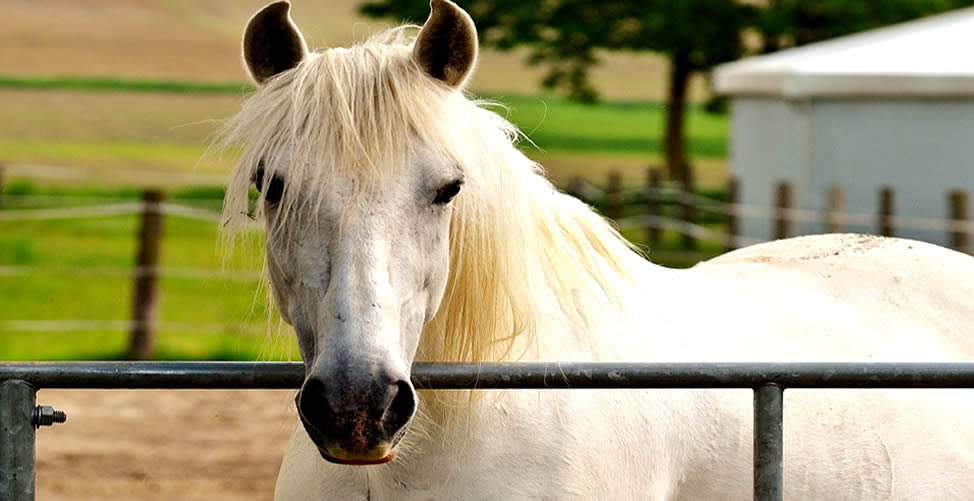 Significado de Sonhar Com Cavalo Branco