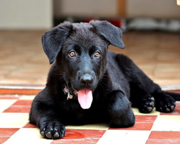 Sonhar-Com-Cachorro-Preto