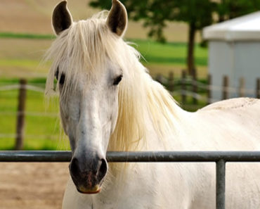 Sonhar-Com-Cavalo-Branco