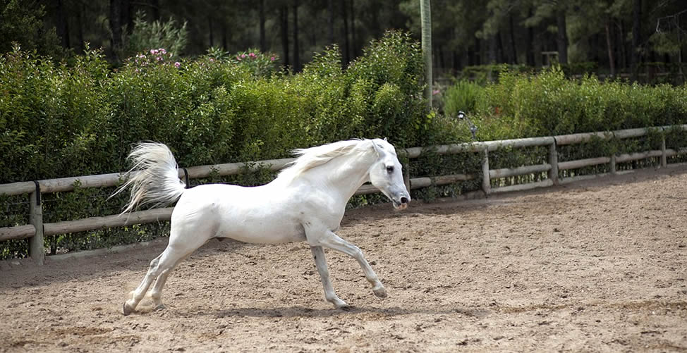 Sonhar Com Cavalo Branco Correndo