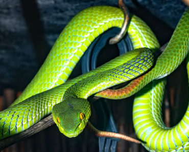 Sonhar-Com-Cobra-Verde