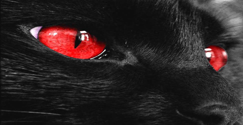 Sonhar Com Gato Preto de olhos Vermelho