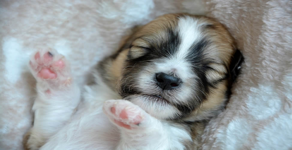 Sonhar Com Filhote De Cachorro Dormindo 
