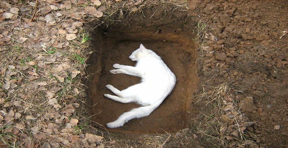 Sonhar Com Gato Branco Morto