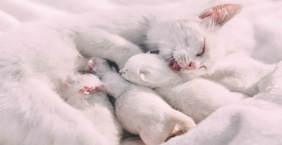 Sonhar Com Muitos Gatos Brancos
