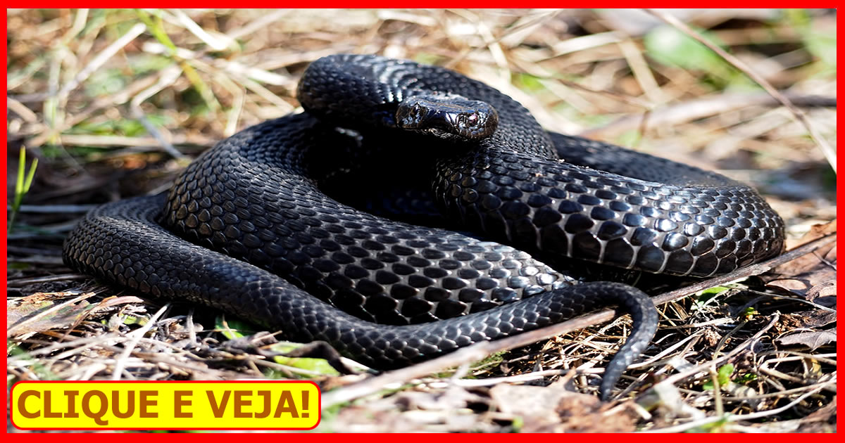 → Significado de Sonhar Com Cobra Preta - Interpretações e Alertas