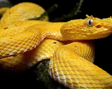 Sonhar Com Cobra Amarela